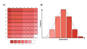 A) Tableau présentant toutes les combinaisons de deux allèles de trois gènes codant pour un pigment de couleur rougeâtre chez le grain de blé. B) Les couleurs obtenues sont rapportées dans un histogramme de fréquence, où les grains de couleurs intermédiaires sont les plus fréquents.