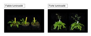 Plantes présentant une faible croissance en milieu de faible luminosité en comparaison avec des plantes de la même espèce présentant une forte croissance en milieu de forte luminosité.