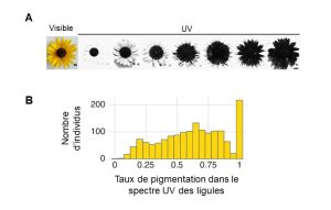 Exemples de plants de tournesol montrant de la variation inter-individuelle dans la pigmentation visible dans le spectre des UV. Toutes les plantes ont un centre foncé alors que la portion extérieure formée par les ligules varie entre les individus. Certaines n’ont pas de pigmentation et d’autre sont entièrement foncée. La variation du pourcentage de pigmentation dans la population étudiée est représentée dans un graphique de distribution de fréquence qui va de 0 à 1.