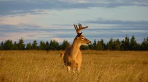 Un cerf de Virginie se tient au milieu d’un champ avec des conifères en arrière-plan.