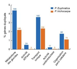 Un graphique de fréquence de gènes qui sont en plus grand nombre de copies que chez l’ancêtre montre que ceux-ci sont en plus grand nombre chez le peuplier de l’Euphrate que chez le peuplier baumier de l’ouest pour des catégories de fonction tel que le métabolisme des glucides, l’activité de l’ATPase, le transport ionique et l’organisation de la membrane cellulaire.