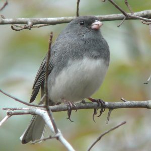 Un junco ardoisé, un oiseau gris et blanc, se tient sur une branche.