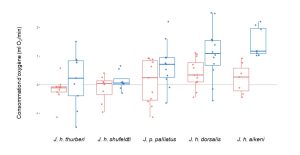 Un graphique à moustache (aussi appellé « box-plot ») montre que la moyenne de consommation d’oxygène lorsqu’exposé au froid est plus élevée que la moyenne de consommation d’oxygène lorsqu’exposées à la chaleur mais seulement pour certaines populations de junco.