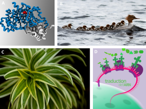 A) Modèle en trois dimensions d’une enzyme B) Femelle canard accompagnée de sept poussins C) Plante présentant une morphologie distinctive de ses feuilles D) Traduction de l’ARN messager en protéine.