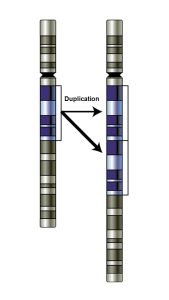 Forme d’une partie d’un chromosome avant et après la duplication d’une région spécifique de l’ADN. On retrouve une copie de la région d’ADN avant la duplication alors que deux copies de cette région sont présentes après la duplication.