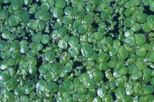 Des lentilles d’eaux recouvrent la surface d’un plan d’eau en France.