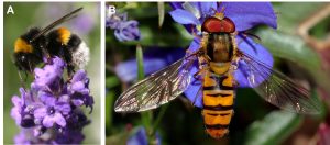 A) Bourdon sur une fleur B) Diptère sur une fleur.