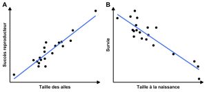 A) Graphique en nuage de points illustrant la relation entre le succès reproducteur et la taille des ailes montrant une corrélation positive. B) Graphique en nuage de points illustrant la relation entre la survie et la taille à la naissance montrant une corrélation négative.