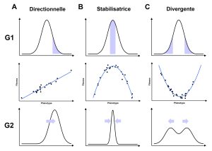 A) Un exemple de sélection directionnelle. La distribution de fréquence d’un phénotype théorique est présentée avec les valeurs de phénotypes qui ont un meilleur fitness, représentées par une section ombragée, ici les valeurs extrêmes élevées. Ceci résulte en un graphique en nuage de points présentant une relation positive entre le fitness et le phénotype. Le graphique de distribution de fréquence des phénotypes de la génération 2 montre un déplacement de la médiane de la distribution de fréquences vers une valeur plus élevée. B) Un exemple de sélection stabilisatrice. La distribution de fréquence d’un phénotype théorique est présentée avec les valeurs de phénotypes qui ont un meilleur fitness, représentées par une section ombragée, ici les valeurs moyennes. Ceci résulte en un graphique en nuage de points présentant une relation parabolique entre le fitness et le phénotype avec un maximum aux valeurs moyennes. Le graphique de distribution de fréquence des phénotypes de la génération 2 montre une diminution de la variance autour de la moyenne. C) Un exemple de sélection divergente. La distribution de fréquence d’un phénotype théorique est présentée avec les valeurs de phénotypes qui ont un meilleur fitness, représentées par une section ombragée, ici les valeurs extrêmes les plus basses et les plus hautes. Ceci résulte en un graphique en nuage de points présentant une relation parabolique entre le fitness et le phénotype avec un maximum aux valeurs les plus basses et les plus hautes et un minimum à la moyenne. Le graphique de distribution de fréquence des phénotypes de la génération 2 montre une distribution de fréquence bimodale.