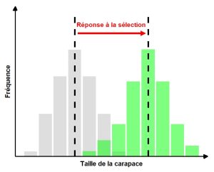 Histogrammes de fréquence de la taille de la carapace chez deux générations de tortues. La distribution de fréquence est décalée vers les valeurs plus élevées dans la génération des rejetons. Ainsi, la génération suivante possède en moyenne une taille de carapace plus élevée.