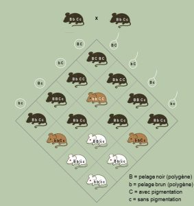 Échiquier de Punnett présentant les combinaisons d’allèles pour deux gènes affectant la coloration du pelage de la souris. L’allèle B code pour un pelage noir (polygène) alors que l’allèle b code pour un pelage brun (polygène). Le gène C a un effet épistatique puisqu’il permet l’expression des gènes de pigmentation. L’allèle C permet l’expression de la pigmentation alors que l’allèle c ne le permet pas. Les individus homozygotes cc sont alors albinos (blancs).