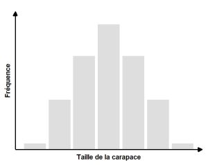 Histogramme de fréquence de la taille de carapaces dans une population.