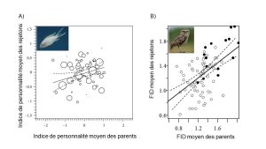 Un graphique en nuage de point présente la relation entre la valeur moyenne d,un phénotype pour des rejetons et la moyenne de ce trait pour les parents. A) la pente de la relation entre l’indice de personnalité moyen des rejetons et des parents est faible, signifiant une faible héritabilité du trait chez ce poisson. B) La pente de la relation entre la distance moyenne d’initiation du vol des rejetons et des est élevée, signifiant une forte héritabilité du trait étudié chez cette espèce de hibou.