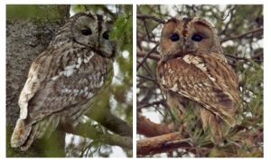 La coloration du plumage observées chez la chouette hulotte est bimodale: certains individus ont une grande proportion de gris dans leur plumage et d’autres sont plutôt bruns.