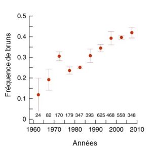 La fréquence moyenne du morphe brun passe d’environ 10% en 1960 et augmente de façon graduelle jusqu’à une valeur de 40%dans les années 2000. Ce pourcentage d’individus bruns dans la population se maintient jusqu’en 2010.