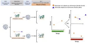 À gauche, un design expérimental où des graines sont choisies aléatoirement en 2002 et plantées dans deux serres différentes où elles ont été exposées pendant plusieurs années (entre 2008 et 2016) à des sécheresses annuelles, ou non. Les plants qui grandissent des graines sont exposés à ces conditions pendant plusieurs années et donc plusieurs générations de plantes. Les graines sont ensuite récoltées en 2016, on observe que les graines des plantes exposés aux sécheresses sont plus pâles. Elles sont ensuite replantées en 2017 et de nouveaux plants grandissent dans des serres où ils ont tous été exposés à une sécheresse. Les plants ayant été exposés à des sécheresses entre 2008 et 2016 montrent maintenant un phénotype différent de ceux non exposés, soit des feuilles plus pâles, ce qui leur confère un avantage lors de sécheresses. À droite, un schéma qui illustre en y la proportion de phénotype feuille pâle et en x les traitements. Les plants ayant été exposés aux sécheresses entre 2008 et 2016 ont une plus grande proportion de feuilles pâles que ceux non exposés.