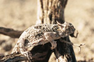 Un lézard beige se tient sur une branche.