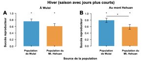 Un graphique à barre présente le succès reproducteur moyen pour des individus de la population de Wulai et du Mont Hehuan lorsqu’ils vivent soit à Wulai ou au Mont Hehuan en hiver. Le succès reproducteur est plus élevé pour les individus originaires de Wulai lorsqu’élevés au Mont Hehuan que les insectes originaires de cette montagne.
