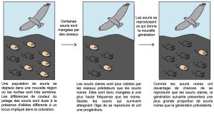 Une image à trois panneaux. À gauche, on observe une population de souris qui se déplace dans une nouvelle région où les roches sont très sombres. La majorité des souris ont un pelage beige et quelques souris ont le pelage foncé. Les différences de couleur du pelage des souris sont dues à la présence d'allèles différents à un locus impliqué dans la coloration. On voit un oiseau de proie dans le ciel qui mange les souris. Dans l’image du centre, on observe que les souris claires sont plus mangées par les oiseaux prédateurs que les souris foncées comme elles sont plus visibles sur la roche noire. L’image de droite montre les souris après une génération où se retrouvent les souris qui survivent et atteignent l’âge de se reproduire. Comme les souris foncées ont davantage de chances de se reproduire que les souris claires, la génération suivante présente une plus grande proportion de souris foncées que la génération précédente.