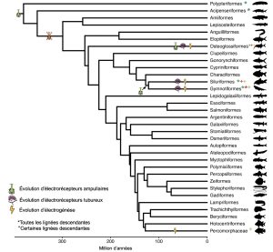 Un arbre phylogénétique des ordres de poissons osseux montre que plusieurs organes électrosensoriels sont apparus ou disparus de façon indépendante et répétée plusieurs fois dans différentes lignées de poissons sur 300 millions d’années.
