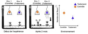 Le panneau de gauche montre deux plants identiques placés dans deux environnements distincts : un environnement témoin à température similaire à l’environnement d’origine et un traitement où la température est plus élevée. Le panneau de droite montre les mêmes plants 2 mois plus tard. Le plant qui vit dans les conditions contrôles a grandi et compte plusieurs fleurs alors que celui exposé à une température élevée n’a pas poussé. À droite de ces schémas, un graphique montre le nombre de fleurs après 2 mois (un estimé du fitness) en fonction de l’environnement de croissance (témoin ou traitement). Un indice de fitness (le nombre de fleur). Le plant exposé à l’environnement à température plus élevée a un fitness plus faible que le plant exposé à l’environnement témoin.