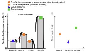 À gauche, un graphique dont l’axe y représente le nombre de nids moyen par mâle d’euplectes à longue queue et l’axe x représente les différents groupes. Certains oiseaux ont eu leur queue raccourcie, d’autres allongée et des témoins avec la queue non modifiée (ou bien coupée puis recollée, pour prendre en compte l’effet de la manipulation). Les oiseaux à la queue raccourcie ont un nombre moyen de nids de 0,5, les témoins ont un nombre moyen de nids de 1 et les oiseaux à la queue allongée ont un nombre moyen de nids de 2. À droite, un graphique dont l’axe des y représente le fitness, mesuré par le nombre de nid moyen par mâle et en x les différents traitements. On observe que les oiseaux avec la queue allongée ont une meilleure nidification et les oiseaux avec la queue coupés ont moins de nids comparativement aux témoins.