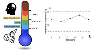 Thermomètre montrant la plage de températures normales et extrêmes chez l’humain. Les températures normales sont comprises entre 36,5 et 37,5 °C. Une température supérieure à 38 °C est un signe d’hyperthermie et une température inférieure à 35 °C est un signe d’hypothermie. Un autre schéma montre les variations de température normales dans l’espace de 24h. La température oscille autour de 37 °C, sans jamais dépasser les limites de 35 et 38 °C.