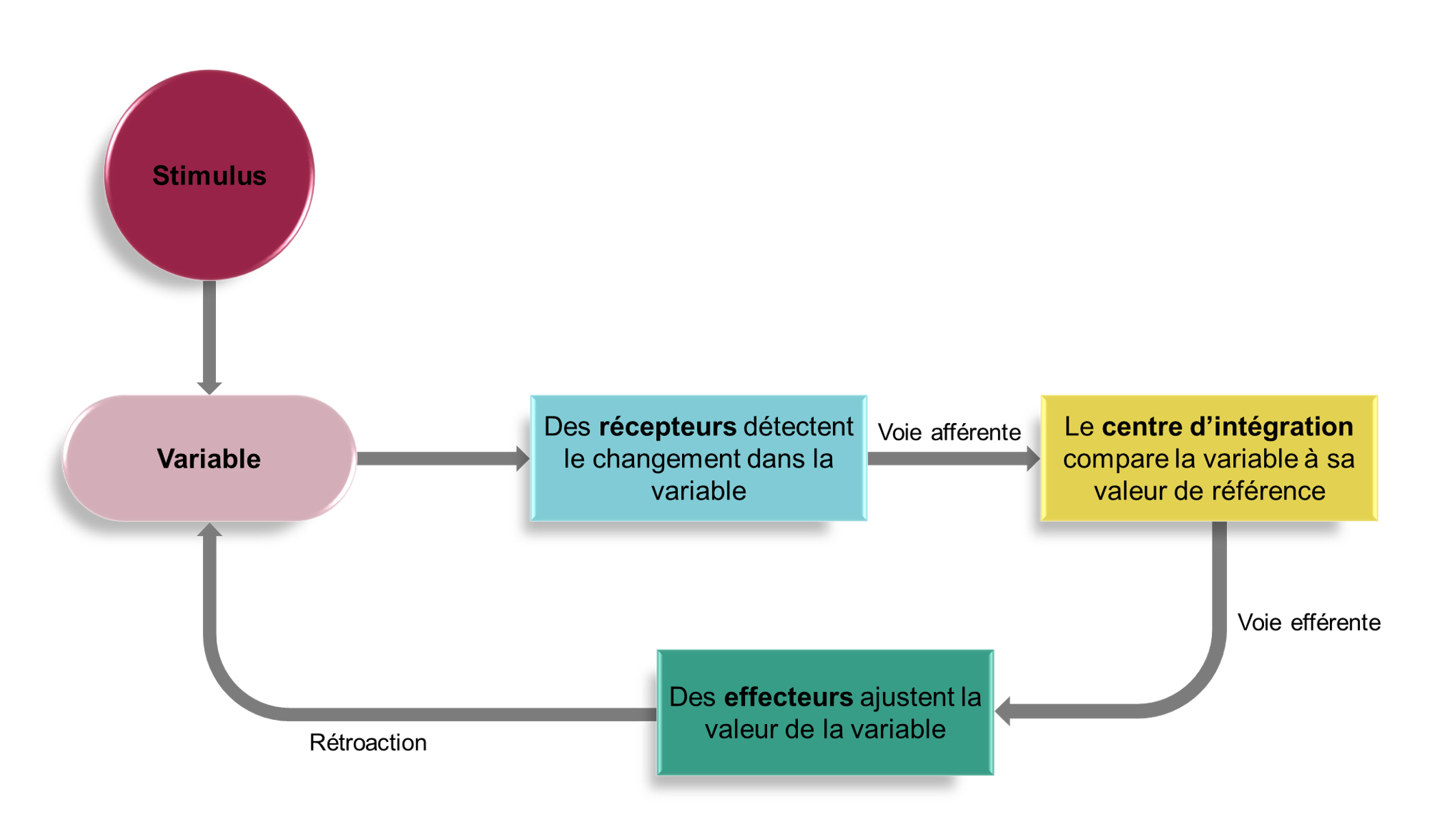 Une boucle de rétrocontrôle est illustrée schématiquement avec chaque composante représentée par une forme de couleur. Le stimulus pointe vers la variable qui pointe vers les récepteurs qui pointent vers le centre d'intégration avec une flèche nommée "voie afférente", qui pointe vers les effecteurs avec une flèche nommée "voie efférente". Les effecteurs ont une flèche qui pointe de retour vers la variable du début de la boucle avec la mention "rétroaction".