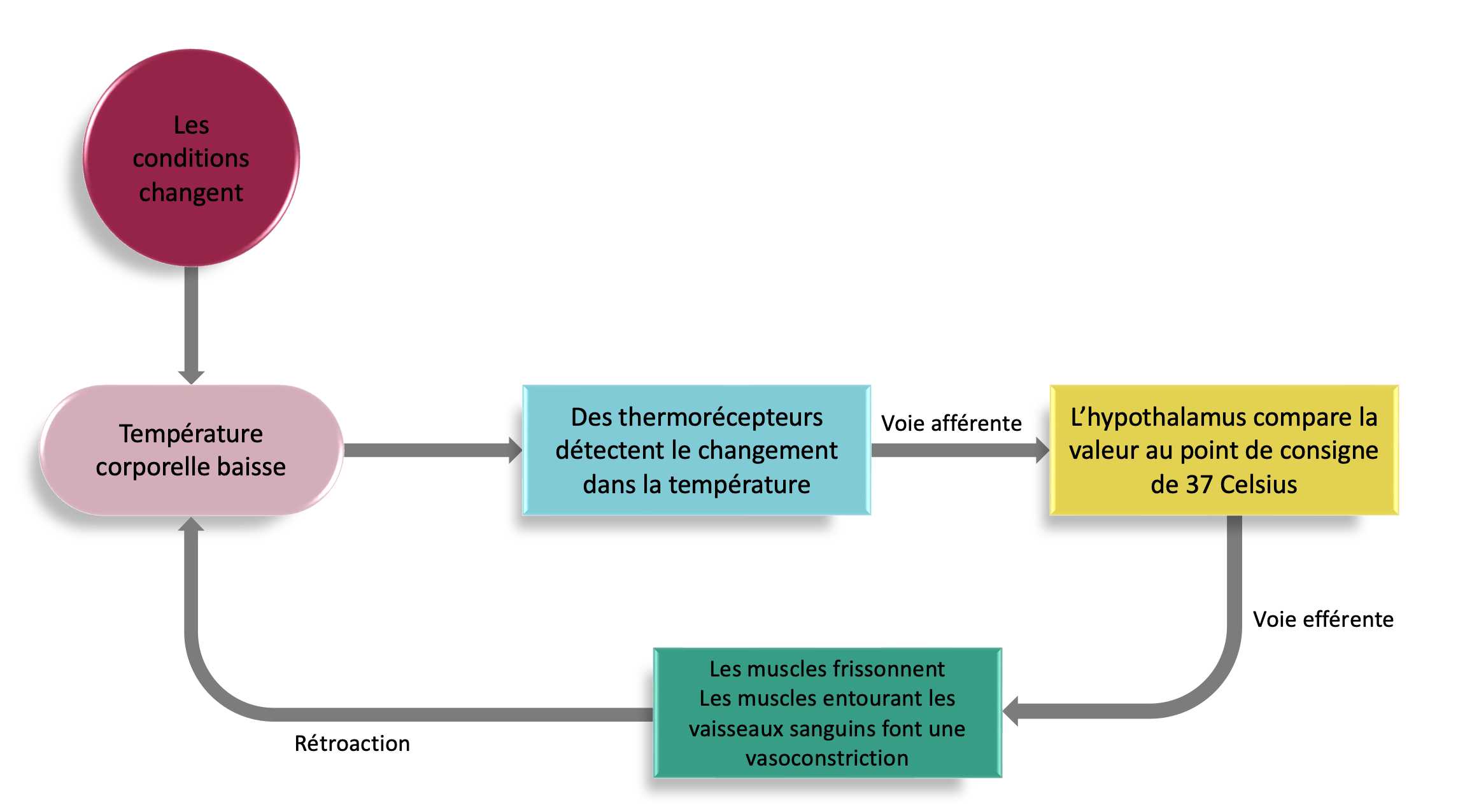 Les composantes d’une boucle de rétrocontrôle sont représentées schématiquement par des boites reliées par des flèches. En haut à gauche les conditions changent, ce qui affecte la température corporelle qui baisse. Une flèche mène vers les thermorécepteurs qui détectent le changement dans la température. Une flèche avec l’étiquette « voie afférente » mène à l’hypothalamus qui compare la valeur au point de consigne de 37 degrés Celsius. Une flèche portant l’étiquette « voie efférente » mène aux muscles qui frissonnent et aux muscles qui entourent les vaisseaux sanguins qui font une vasoconstriction. Une flèche portant l’étiquette « rétroaction » mène de retour vers le coin gauche de l’image à la température corporelle.