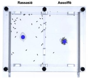 Un aréna rectangle vu de haut est divisé en deux. De chaque côté, on retrouve une source d’eau au centre et un groupe de drosophiles. Du côté gauche les drosophiles sont abreuvées et sont dispersées dans l’aréna. Du côté droit, elles sont assoiffées et regroupées autour de la source d’eau.