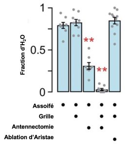 Graphique à barre qui montre que la fraction d’individus assoiffés retrouvés sur la source d’eau passe de 50% à 25% lorsqu’on fait l’ablation du troisième segment de l’antenne.