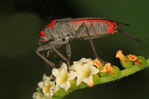 Individu Jadera haematoloma sur des fleurs.