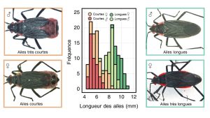 Graphique de distribution de fréquence de la longueur des ailes en mm allant de 4 à 12 mm montre une distribution bimodale. De nombreux individus ont des ailes courtes, représentés par un mode approximant 4.5 mm, alors que d’autres ont des ailes longues, représentés par un mode autour de 8,5 mm. Les femelles et les mâles sont représentés par des couleurs différentes et les femelles sont plus grandes que les mâles mais la bimodalité est visible pour les deux sexes. De chaque côté du graphique, des photos d’individus représentatifs de chaque morphe sont présentés.