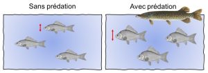 Carpes présentant deux phénotypes différents. Dans un encadré, des carpes de faible hauteur de corps se trouvent dans un environnement sans prédateur. Dans un deuxième encadré, les carpes présentent une plus forte hauteur de corps et se trouvent en présence d’un brochet.