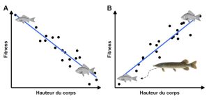 Graphiques du fitness en fonction de la hauteur du corps. A) En absence de prédation, la pente négative montre un fitness plus faible chez les carpes hautes. B) En présence de prédation, la pente positive montre un fitness plus élevé chez les carpes hautes.