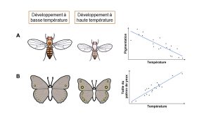 Comparaison du phénotype entre deux individus drosophiles après un développement à basse température ou à haute température. Le premier est plus grand et plus coloré que le second. Le graphique de norme de réaction chez cette espèce présente une pente négative entre la pigmentation et la température de l’environnement. Comparaison du phénotype entre deux individus d’une même espèce de papillon après un développement à basse température ou à haute température. Le premier est plus grand et a une plus petite taille du patron d’yeux que le second. Le graphique de norme de réaction chez cette espèce présente une pente positive entre la taille du patron d’yeux et la température de l’environnement.