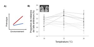 A) Graphique du phénotype en fonction de l’environnement présentant deux droites à la même ordonnée à l’origine, mais à la pente différente. B) Norme de réaction de la proportion de mélanine de l’aile du papillon Pieris brassicae en fonction de la température à laquelle les individus se développent. Les pentes et l’ordonnée à l’origine des différentes courbes des familles étudiées diffèrent entre elles, ce qui montre de la variation génétique dans la réponse plastique à l’environnement.