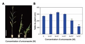 A) Trois plants sont côte à côte et ont une taille décroissante qui est associée à une dose de 0 M, 3X10-6 M et 1X 10-5 M d’unicanozole respectivement. Le plant sans uniconazole est très long et les feuilles sont étalés, le plant au centre est plus petit et plus feuillus et le plant de droite est très petit et touffus. B) Un graphique à barre montre la taille du plant en cm en fonction de la concentration d’uniconazole pour un groupe témoin sans exposition et 5 doses croissantes de l’antagoniste. Les doses de 3X10-6 M et 1X 10-5 M d’unicanozole montrent des différences significatives de taille du plant.
