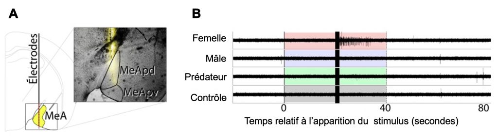 À gauche, la partie arrière du crâne d’une souris où l’amygdale est représentée en jaune et transpercé par une électrode qui mesure les signaux. À droite, un graphique montrant en x le temps relatif après un stimulus en seconde et en y la réponse neuronale à une odeur de femelle, de mâle, d’un prédateur et du liquide utilisé pour faire les dilutions d’urine (témoin). Dans le’exemple montré, après le stimulus autour de 30 seconde la réponse à l’odeur de femelles est immédiate et dure 10 secondes. Il n’y a pas de réponse à l’odeur des mâles, les prédateurs ou le témoin.