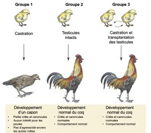 De gauche à droite, trois groupes qui ont subi des traitements différents. À gauche, le groupe 1 subit une castration. On voit que le capon n’a pas de crête ni de caroncules une fois à l’âge de maturité, n’a pas d’intérêt pour les poules et n’exprime pas d’agressivité envers les autres mâles. Le groupe 2 au centre est le groupe témoin. Il conserve ses testicules intacts et le coq adulte a un phénotype normal, avec une crête et des caroncules, ainsi qu’un comportement typique de coq. Le troisième groupe à droite est castré, mais a une transplantation de testicule. Le coq adulte est identique au groupe 2 témoin.