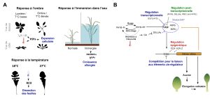 Texte alternatif : Schéma résumant la cascade d’évènements moléculaires activés lors de la réponse de plasticité phénotypique des plantes. A. Réponse physiologique des plantes. 1. Réponse à l’ombre. La plante exposée à la lumière a des tiges courtes. Lorsque le rapport rouge/infrarouge diminue, la synthèse des facteurs de transcription PIF est activée, ce qui entraine l’expansion cellulaire. La plante dans des conditions d’ombre a donc des tiges plus allongées. 2. Réponse à l’immersion dans l’eau. La plante qui n’est pas immergée dans l’eau a un phénotype normal. Chez la plante qui est complètement immergée dans l’eau, cela entraine une cascade de réactions, menant à une croissance allongée. La plante immergée est donc presque deux fois plus haute que la plante non immergée. 3. Réponse à la température. À 27°C, la feuille de la plante est pourvue de seulement quelques échancrures. Lorsque la température diminue à 18°C, cela entraine une cascade de réactions qui mène à la dissection des feuilles. Les feuilles des plantes à basse température présentent donc de nombreuses et profondes échancrures. B. Cascade moléculaire liée à la perception de l’intensité lumineuse. À l’ombre, les phytochromes de la plante sont inactifs et sont donc notés PHYB-Pr. À la lumière, c’est-à-dire quand le ratio rouge sur infrarouge augmente, les phytochromes sont activés et sont alors notés PHYB-Pfr. Ces phytochromes, lorsqu’ils sont actifs, inhibent l’expression des PIFs. Ainsi, à l’ombre, lorsque les phytochromes sont inactifs, cela permet l’expression des PIFs. La réaction de réversion à l’obscurité provoque aussi la synthèse de l’hormone gibbérelline, qui inhibe les protéines DELLAs, qui inhibent à leur tour les PIFs. Ainsi, en empêchant les protéines DELLAs d’inhiber les PIFs, la gibbérelline favorise l’activation des PIFs. Les protéines PIFs entrainent l’activation d’une G-box, un élément régulateur, ce permet l’activation des gènes cibles. Les produits de ces gènes entrainent l’élongation cellulaire, notamment par la sécrétion d’auxine. La tige de la plante est ainsi allongée. Le schéma indique aussi que des régulations transcriptionnelles et post-transcriptionnelles sont liées à l’expression des PIFs. La G-box est soumise à une régulation épigénétique.