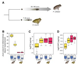 A) Arbre phylogénétique des espèces de crapauds, S. couchii et P. cultripes. Une durée de période larvaire de 93 à 186 jours est notée au-dessus de la branche correspondant à P. cultripes. Une durée de période larvaire de 7 à 30 jours est notée au-dessus de la branche correspondante à S. couchii. B) Boite à moustache du nombre de jours jusqu’à la métamorphose depuis l’assèchement en fonction de l’espèce et du niveau d’eau de l’étang. Pour P. cultripes, la médiane de ce nombre de jours est de 31 lorsque l’étang a un haut niveau d’eau et de 18 lorsque le niveau d’eau est bas. Pour S. couchii, la médiane de ce nombre de jours est de 6 que le niveau d’eau soit haut ou bas. C) Boite à moustache de la concentration de l’hormone thyroïdienne sur une échelle logarithmique en fonction de l’espèce et du niveau d’eau de l’étang. La concentration médiane est de -0.5 pg/mg pour P. cultripes lorsque le niveau d’eau est élevé et de 1 pg/mg lorsque le niveau de l’eau est bas. La concentration médiane est autour de 1 pg/mg pour S. couchii que le niveau d’eau soit haut ou bas. D) Boite à moustache de la concentration de corticostérone sur une échelle logarithmique en fonction de l’espèce et du niveau d’eau de l’étang. La concentration médiane est de 0.1 pg/mg pour P. cultripes lorsque le niveau d’eau est élevé et de 1.2 pg/mg lorsque le niveau de l’eau est bas. La concentration médiane est de 1.5 pg/mg pour S. couchii que le niveau d’eau soit haut ou bas.