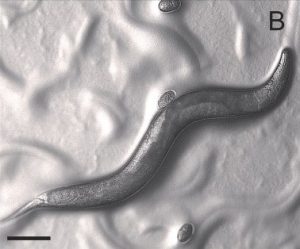 Nématode observé au microscope