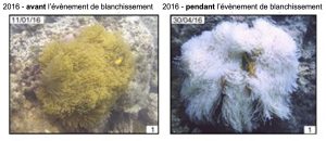 À gauche, image d’une anémone de couleur jaune avant l’évènement de blanchissement de 2016. À droite, une anémone blanche et qui semble flasque après l’évènement de blanchissement de 2016.