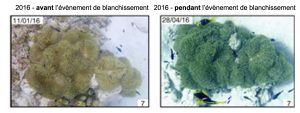 À gauche, image d’une anémone avant l’évènement de blanchissement de 2016. L’anémone est de couleur jaune-vert. À droite, une anémone durant l’évènement de blanchissement de 2016, l’anémone est vert foncé.