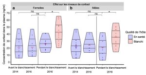 Graphique en forme de violon montrant en y la concentration individuelle de cortisol dans le plasma. À gauche les poissons-clowns femelles habitant les anémones avant le blanchissement et pendant le blanchissement. Dans la période pendant le blanchissement les poissons habitaient soit une anémone blanchie (rose) ou non blanchie (bleu), les poissons sur les anémones non blanchies avant ou pendant le blanchissement ont des taux de cortisols semblables, mais les poissons vivant sur les anémones blanchies ont des niveaux significativement plus élevés. À droite, le même graphique, mais pour les mâles. Les poissons vivant sur les anémones blanchies montrent aussi des taux plus élevés de cortisol.