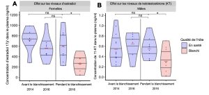 À gauche, graphique en forme de violon montrant en y la concentration individuelle d’estradiol dans le plasma de poissons-clowns femelles habitant les anémones avant le blanchissement et pendant le blanchissement. Dans la période pendant le blanchissement, les poissons habitaient soit une anémone blanchie (rose) ou non blanchie (bleu). Les poissons sur les anémones non blanchies, avant ou pendant le blanchissement, ont des taux d’estradiol semblables, mais ils sont significativement plus bas chez les poissons vivant sur les anémones blanchies. À droite, le même type de graphique en forme de violon, mais pour la concentration de KT chez les mâles. Les poissons vivant sur les anémones blanchies montrent aussi des taux moins importants de KT.