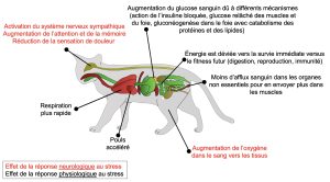 Anatomie d’un félin avec les effets du stress représentés dans chaque organe où il se présente. Les effets neurologiques incluent l’activation du système nerveux sympathique, l’augmentation de l’attention et de la mémoire et la réduction de la sensation de la douleur. Les effets physiologiques sont l’augmentation de la respiration et du pouls, la redirection du sang et de l’oxygène vers les muscles et une baisse de sang vers les organes non essentiels. Le glucose sanguin augmente dû à différents mécanismes (bloque action de l’insuline, glucose relâché des muscles et du foie, gluconéogenèse dans le foie avec catabolisme des protéines et des lipides).