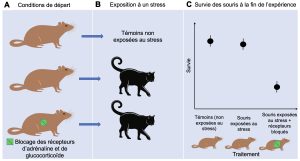 À gauche, un encadré qui montre trois souris qui représentent les trois types de traitement possibles que les souris ont subis. À une des souris, on a bloqué les récepteurs d’adrénaline et de noradrénaline, les hormones de réponse au stress. Au centre, on montre que les souris sont exposées à un stress, soit l’arrivé de chat près de leur enclos, sauf pour certaines souris témoins qui ne sont pas exposées au stress. À droite, un graphique qui montre sur l’axe des y la proportion de survie des souris de l’expérience et sur l’axe des x les trois traitements, soit témoin (non exposées au stress), souris exposées au stress et souris exposées au stress avec les récepteurs d’hormone bloqués. La survie des souris témoins et des souris exposées au stress est semblable mais elle est très basse chez les souris ayant eu leur réponse au stress bloquée.