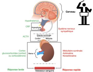 En haut, un cerveau avec à droite de celui-ci une silhouette de chef d’orchestre. La réponse au stress lente est représentée sous le cerveau du côté gauche, sous forme de cascade. Une flèche part du cerveau vers l’hypothalamus qui relâche une hormone, la corticolibérine, qui agit sur ses récepteurs dans l’hypophyse. L’hypophyse à son tour relâche de la corticotropine dans la circulation sanguine générale et cette hormone agit sur ses récepteurs situés sur les cellules du cortex de la glande surrénale. Ces cellules endocrines du cortex relâchent des hormones glucocorticoïdes (cortisol ou corticostérone) dans la circulation générale. La réponse au stress rapide est représentée sous le cerveau du côté droit. Le système nerveux sympathique est activé et un influx nerveux est envoyé à la médullaire surrénale. Cette glande endocrine sécrète l’adrénaline et la noradrénaline dans la circulation sanguine générale.